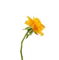 bud of a blooming yellow rose isolated on a white background photo
