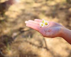 Three white daisies on a human palm in the sun photo