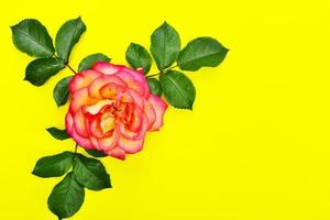 rosa rosa con pétalos verdes sobre un fondo amarillo foto