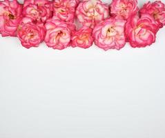 blooming buds of pink roses on a white background, copy space photo