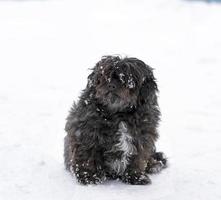 perro mullido negro sentado en la nieve foto