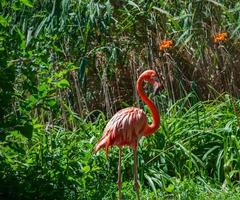 Pink flamingo in the green bushes photo
