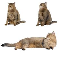 gato gris adulto recto escocés sentado sobre un fondo blanco foto