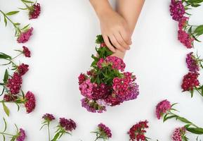 two female hands with light smooth skin and buds of a blossoming Turkish carnation on a white background photo