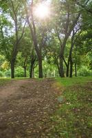 view in the city park of Kherson Ukraine on green trees photo