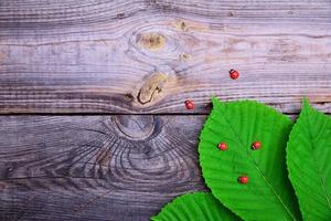 Green leaves of chestnut in the corner on a gray wooden surface photo