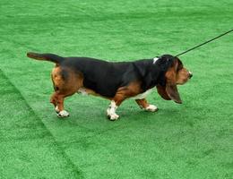 Running adult brown dog  Basset Hound photo