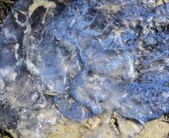medusas blancas muertas yace en la orilla del mar negro
