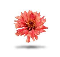 pink bud of blooming zinnia isolated on white background photo