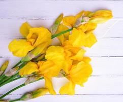 Bouquet of yellow blossoming irises photo