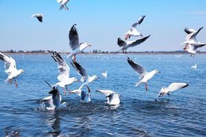 white sea gulls flying over the water surface photo