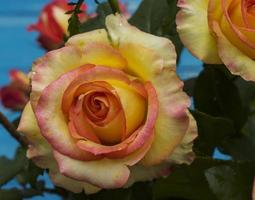 yellow rose bud, macro photo