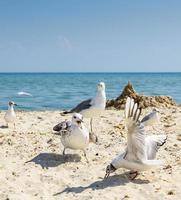 flock of seagulls on the beach photo