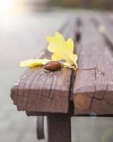 yellow leaf of an oak and an acorn photo