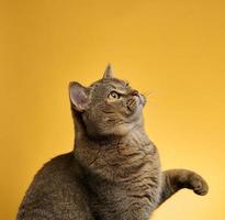portrait of an adult gray Scottish straight cat on a yellow background photo