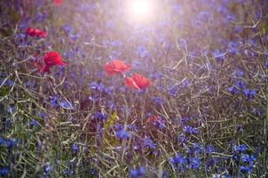 Red tulips in the middle of the field with blue cornflowers photo