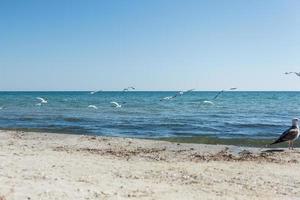 flock of seagulls on the beach on a summer sunny day, Ukraine photo