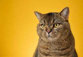 Portrait of an adult gray Scottish straight cat on a yellow background photo