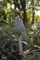 Mushroom in the woods photo