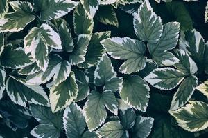 green leaves aegopodium podagraria photo