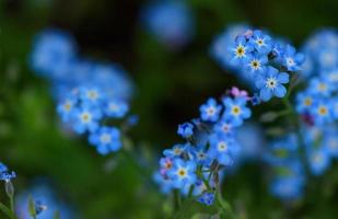 blue flowers in the garden photo