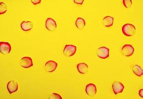 Petals of a yellow red rose on a yellow background, photo