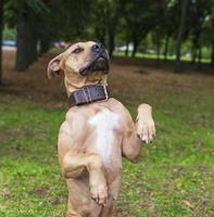 brown American pit bull terrier stands on its hind legs photo