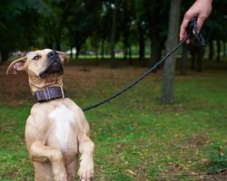 brown American pit bull terrier sitting on a leather leash in the park photo