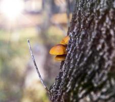 poplar mushroom growing on the trunk photo