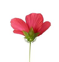 red blooming hibiscus, flower isolated on white background photo