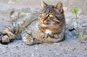Gray street cat with green eyes lying on the asphalt photo