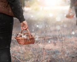 female hand holds a wicker basket with forest mushrooms photo