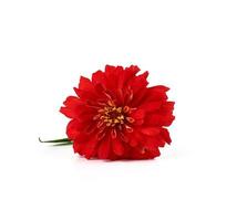 red blooming zinnia bud on a white background photo