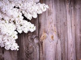white branch of lilac blossoms photo