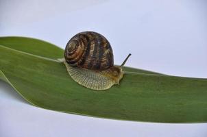 Snail on a green leaf photo