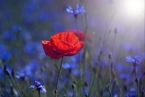 tulipán rojo en medio de un campo con flores azules foto