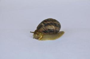 Crawling snail on the white background photo