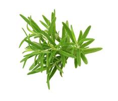 ramita de romero con hojas verdes aisladas en fondo blanco, especia aromática para carne y sopas foto