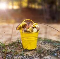 edible wild mushrooms photo