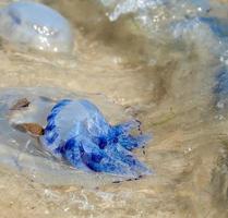 medusas muertas arrojadas a la orilla del mar negro en un día de verano foto