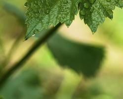 green leaf of grapes with water drops photo