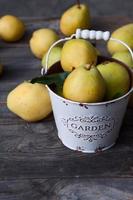 Autumn harvest of ripe yellow pears in a metal bucket photo