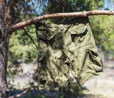 pantalones cortos de hombre verde cuelgan de una rama de pino en el bosque foto