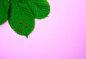 green leaves of chestnut with decorative ladybirds photo