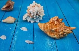 conchas marinas sobre un fondo de madera azul foto