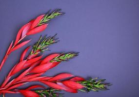 red Billbergia flower photo