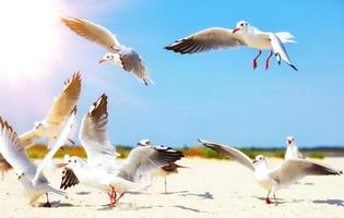 flock of white sea gulls photo