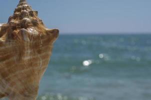 Sea background with shell photo