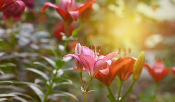 blooming red lilies with green stems and leaves in the garden photo