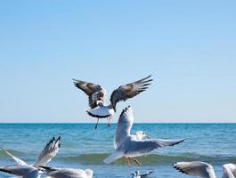 bandada de gaviotas blancas vuela en la orilla del mar negro en un día de verano foto